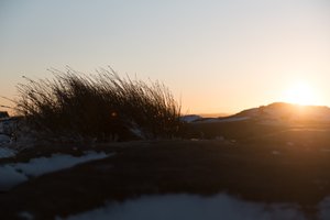 A golden sunset with grasses silhouetted in the foreground.