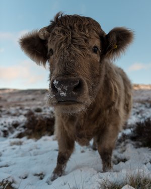 A highland cow close-up, looking directly at the camera.