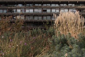 An image with ferns and grasses in the foreground and a tower block in the background.