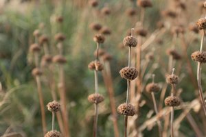 A close-up shot of some seedpods in grasses.