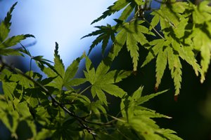 Several green maple leaves are lit up in sunlight against a dark background.
