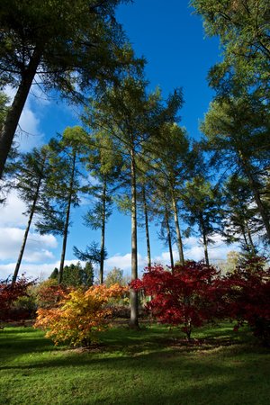 A wide angle photo of a very tall tree with two colourful maple trees at the base, one orange, one red.