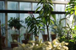 Several plants inside the Barbican conservatory.