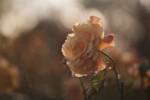 A close macro photo of a pale orange rose, with soft dappled light in the background.
