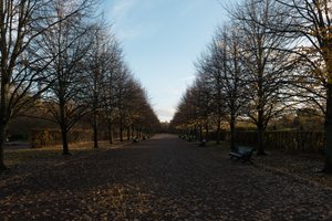 Looking down a long walkway flanked by leafless trees on each side.