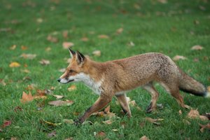 A young fox walks from right to left in short grass, ears pricked up.