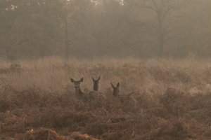 Three female deer poke their heads above ferns in morning sunlight.
