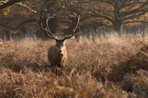A large stag faces the camera, lit from the right with dawn sunlight