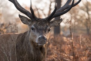 A close photo of a large stag’s head. The stag is looking directly at the camera.