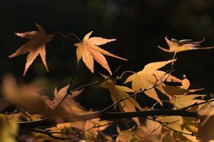 A photo of several light orange maple with a dark background.