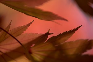 A close macro photo of the edges of several maple leaves. The image is deep red with dark orange leaves.