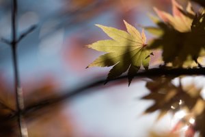 A macro photo of a light coloured maple leaf against a soft focus sky background.