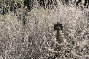 A photo of a bush of ‘Russian sage’ or ‘perovskia atriplicifolia’. It’s very light grey or white, with a slate name tag in the centre.