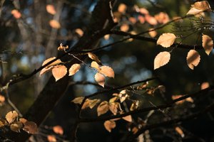 A photo of several autumnal leaves against a dark background.