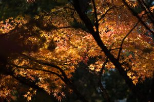 A wide photo of many orange maple leaves from underneath a maple tree.