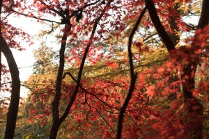 A photo of an autumnal red maple tree with yellow maple leaves in the background.