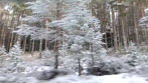 A video looking in to a snowy forest. The camera is panning sideways silently as snowy trees go by.