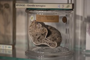 A sponge specimen of Geordia norvegica inside a glass vial. 