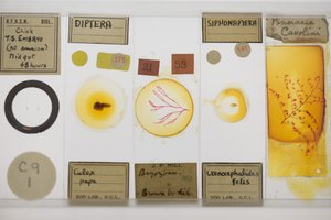 Five glass microscope slides filled with various specimens. They each have cream labels and handwritten notes.