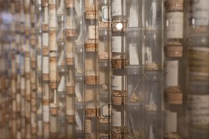 Small cork capped vials of bone fragments stacked end to end, row upon row.