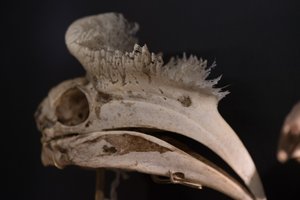 A close up of a hornbill skull. The top of the beak has a sponge like quality.