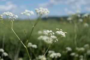 A close macro photo of some white wild flowers.