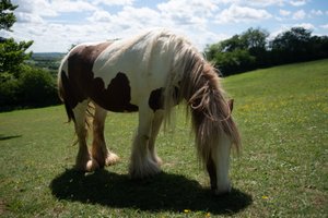 A white and brown pony with hairy legs bends down and eats some grass.