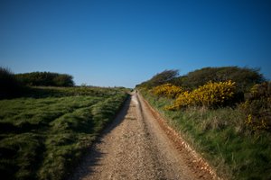 Looking down a dirt path with grass and bushes on either side in the late afternoon sun.