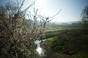 Small flowers blossom in the morning sun.
