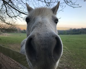 A white horse extremely close to the camera with it’s nostrils covering half the frame.