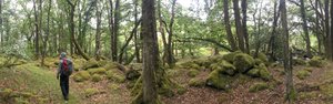 A panorama in a small moss covered woodland. A hiker is walking downhill on the left.