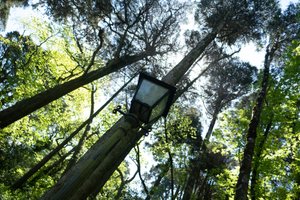 Looking up at an ornate street lamp amongst some tall trees on a sunny day.