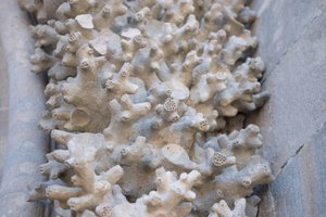 A close macro photo of some carvings in Pena Palace. The carvings look like worms / coral.