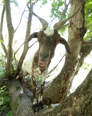 A brown and white goat with horns stares straight at the camera, with it’s mouth open. It’s stood on a branch of a tree above the photographer.