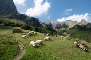 Several sheep graze on a grassy mountain side.