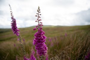 Two shoots of magenta foxgloves in full bloom.