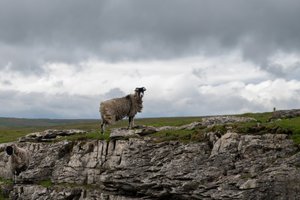 A lone sheep stands on the edge of a ledge looking at the camera.