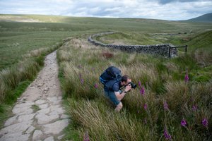 Chris stood crouched just off path taking a photo of a magenta foxglove.