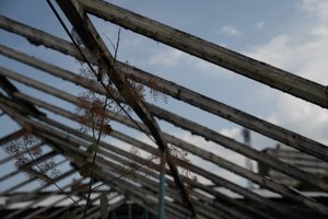 Looking up to the roof of a structure. Only the beams of the room remain, with some branches growing upwards.